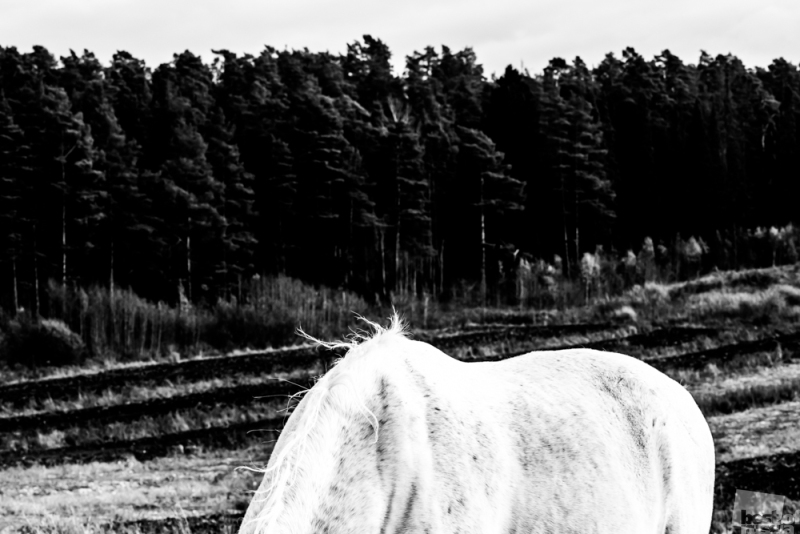 Спина белого коня