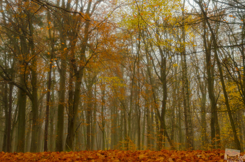 Along mist autumn trails