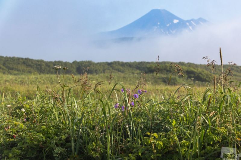 Авачинский вулкан в утреннем тумане