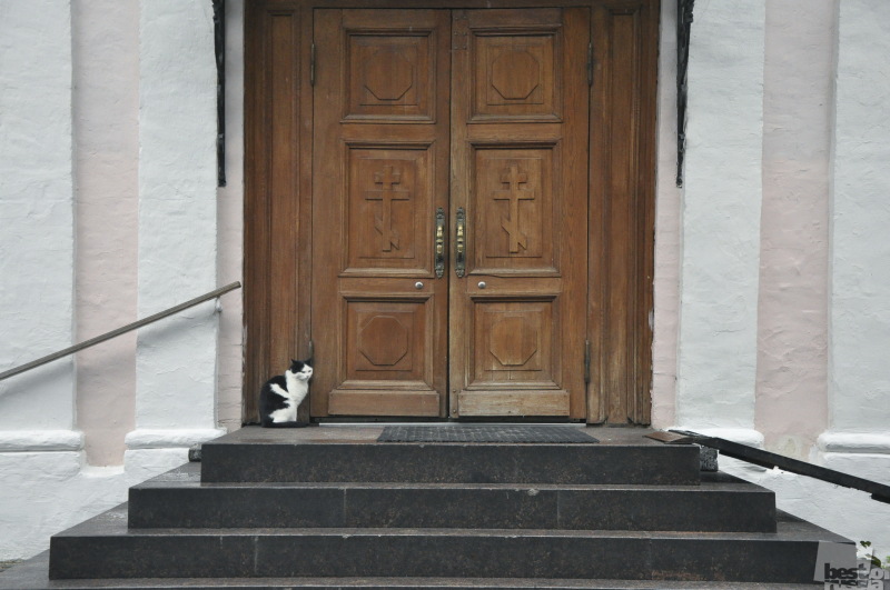 Кот у дверей