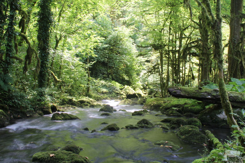 Река в тисо - самшитовом лесу