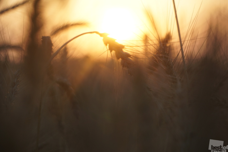 Пшеничное поле