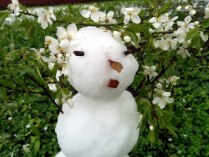 Московский майский снеговик