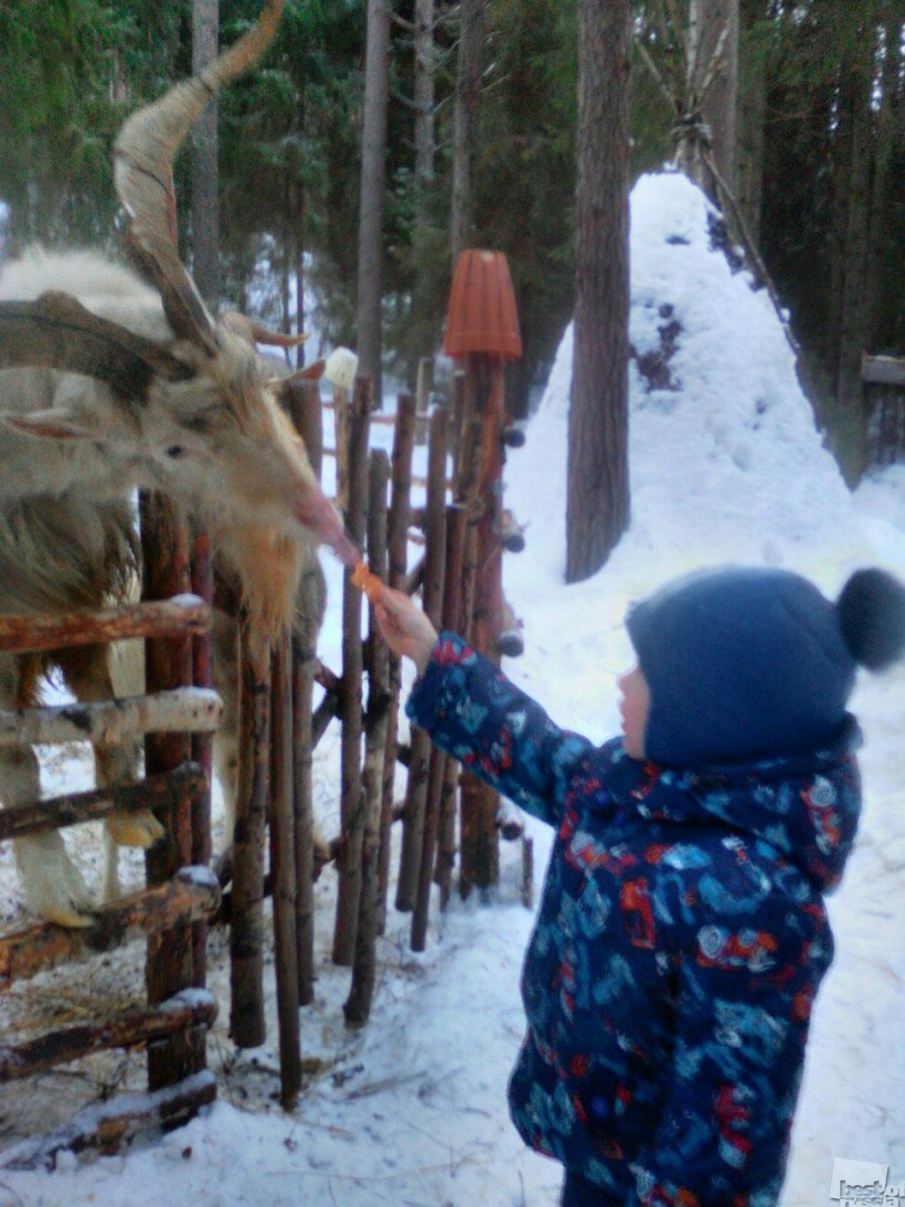 Любите животных!