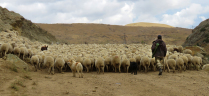 Пастух,стадо и его верный друг