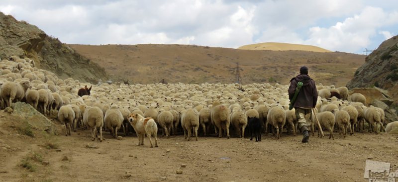 Пастух,стадо и его верный друг