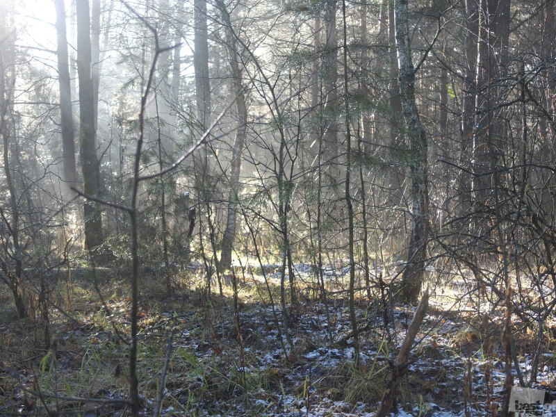 Ноябрьский лес