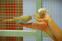 Кормление птиц в контактном зоопарке