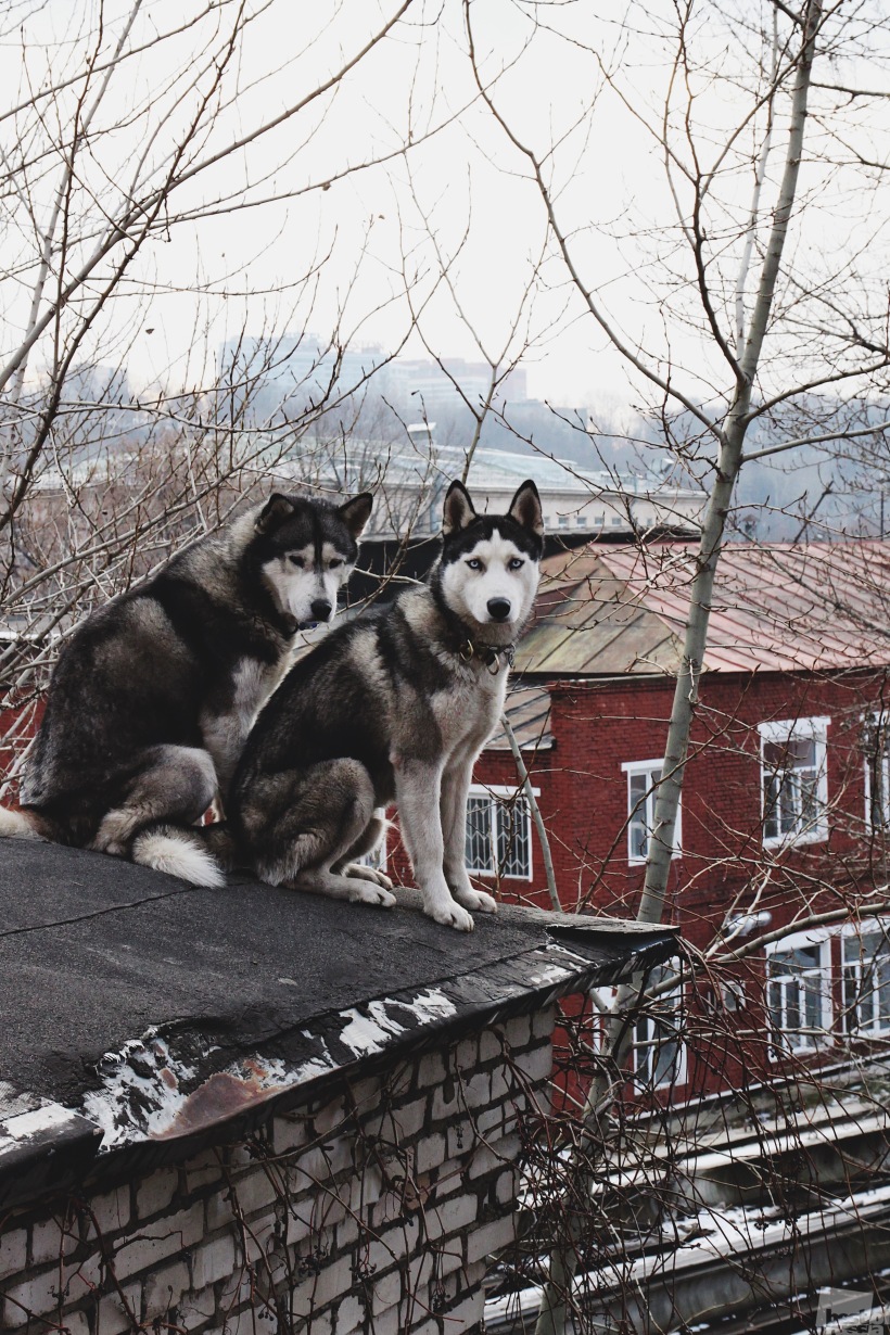 Сторожи крыши