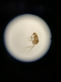 savvy flea