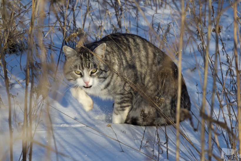 Snow snow leopard