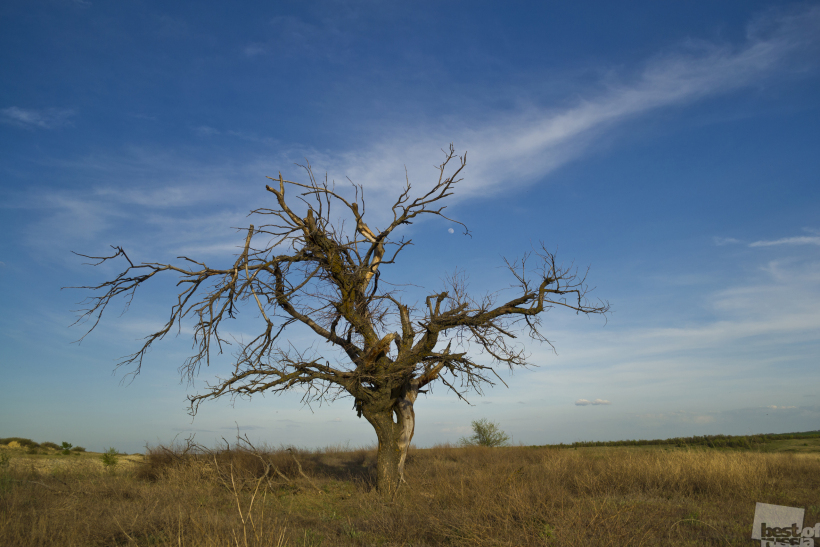 Dried elm
