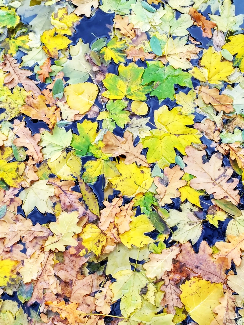 На ковре из желтых листьев....
