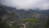 Trees, mountain and clouds