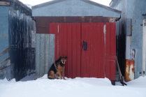 The Guards of the Arctic Circle