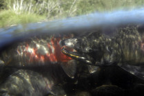 Камчатский лосось идёт на нерест.