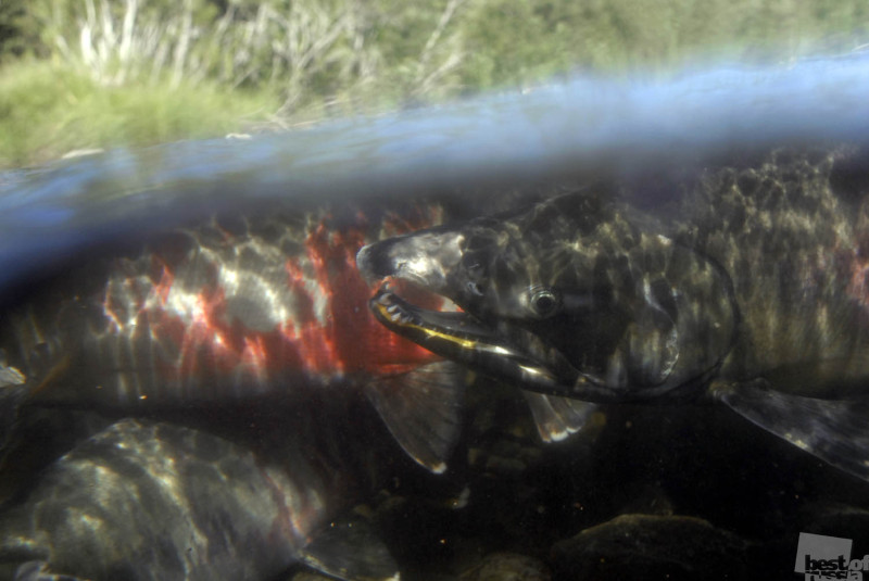 Камчатский лосось идёт на нерест.