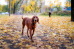 Осенний пёс