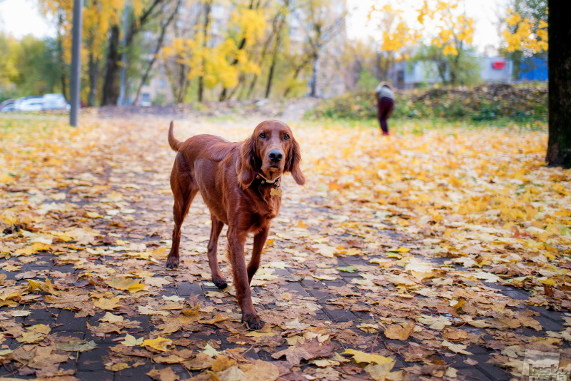 Осенний пёс