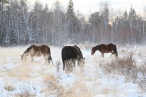 Horses in the forest
