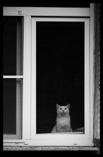 Cat on a window