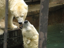 Медвежий поцелуй.