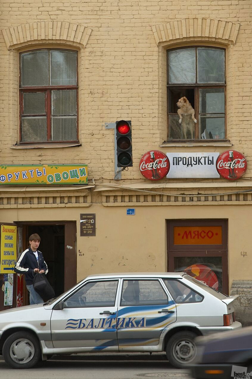 Пока профессора Преображенского нет дома...