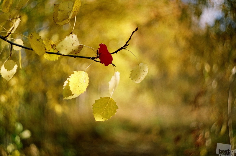 Осенний ветерок