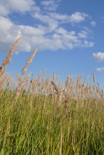 Краски лета