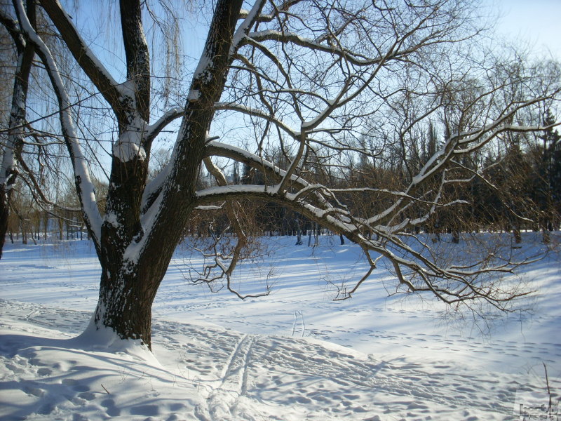 В зимнем парке
