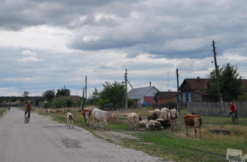 Пастухи в Саратовской области.