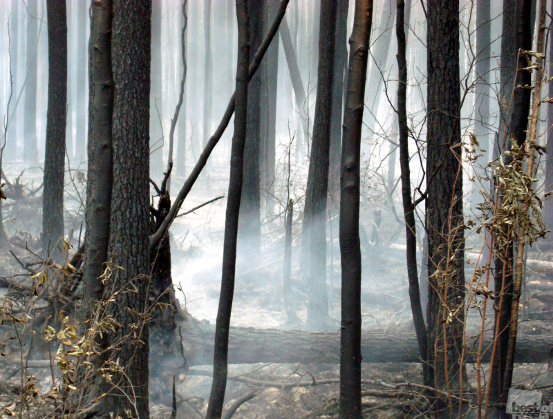 Дух сгоревшего леса