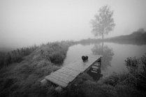 Собака на мостках на пруду у Алексеевского осенним утром, вид справа
