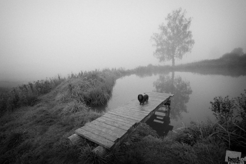 Собака на мостках на пруду у Алексеевского осенним утром, вид справа