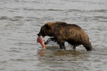 Камчатка. Бурый медведь на Курильском озере поймал лосося.