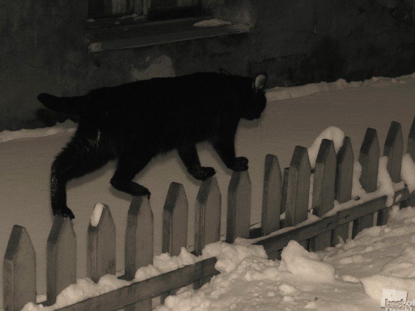 Черный кот