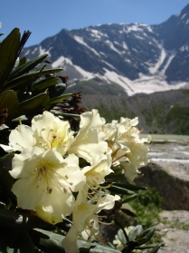 Цветущие рододендроны в Приэльбрусье