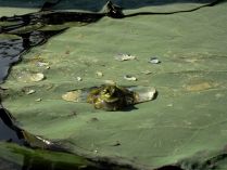 Царевна лягушка на листе лотоса