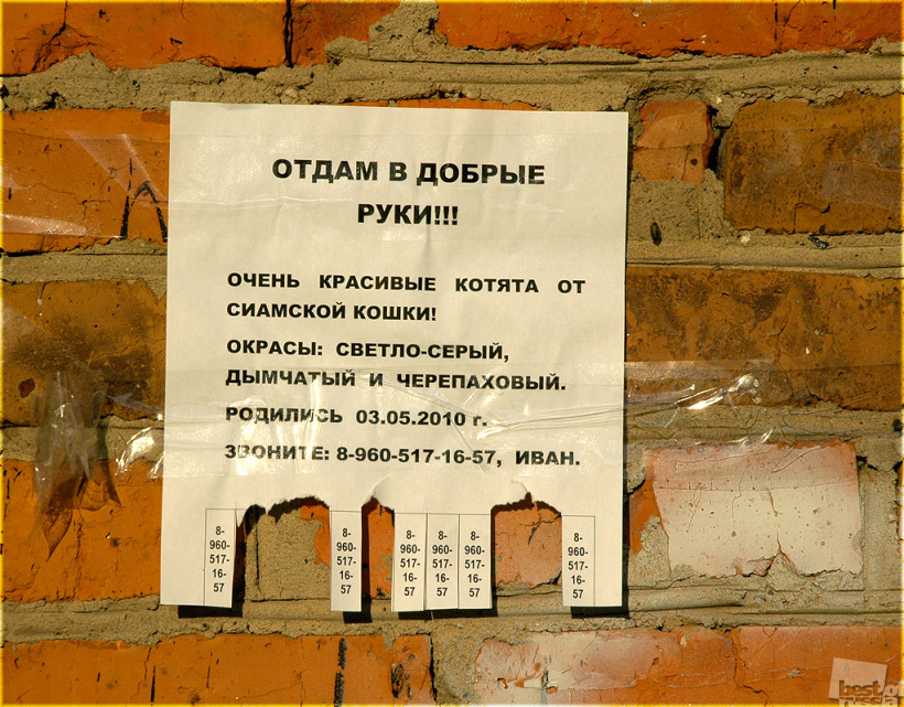 Здесь увидят