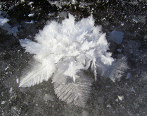 Ледяной цветок