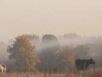 Коровы в тумане