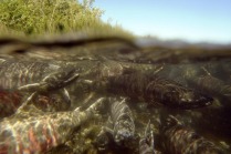 Камчатский лосось идет на нерест