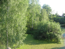 березы