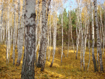 Край родной