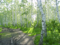 Весенний лес
