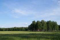Зеленая березка