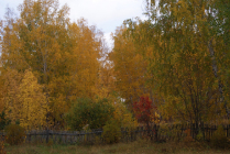Лес словно терем расписной...