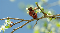 Весна, любовь, майские жуки