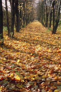 Дорога в осень