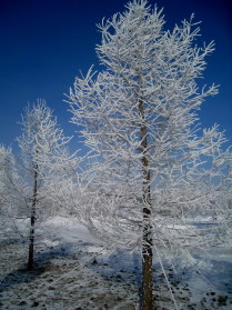 юные  красавицы